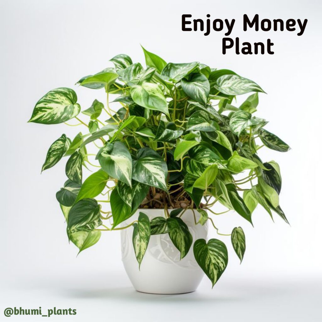 bhumiplants.com – GROW PLANTS WITH US…